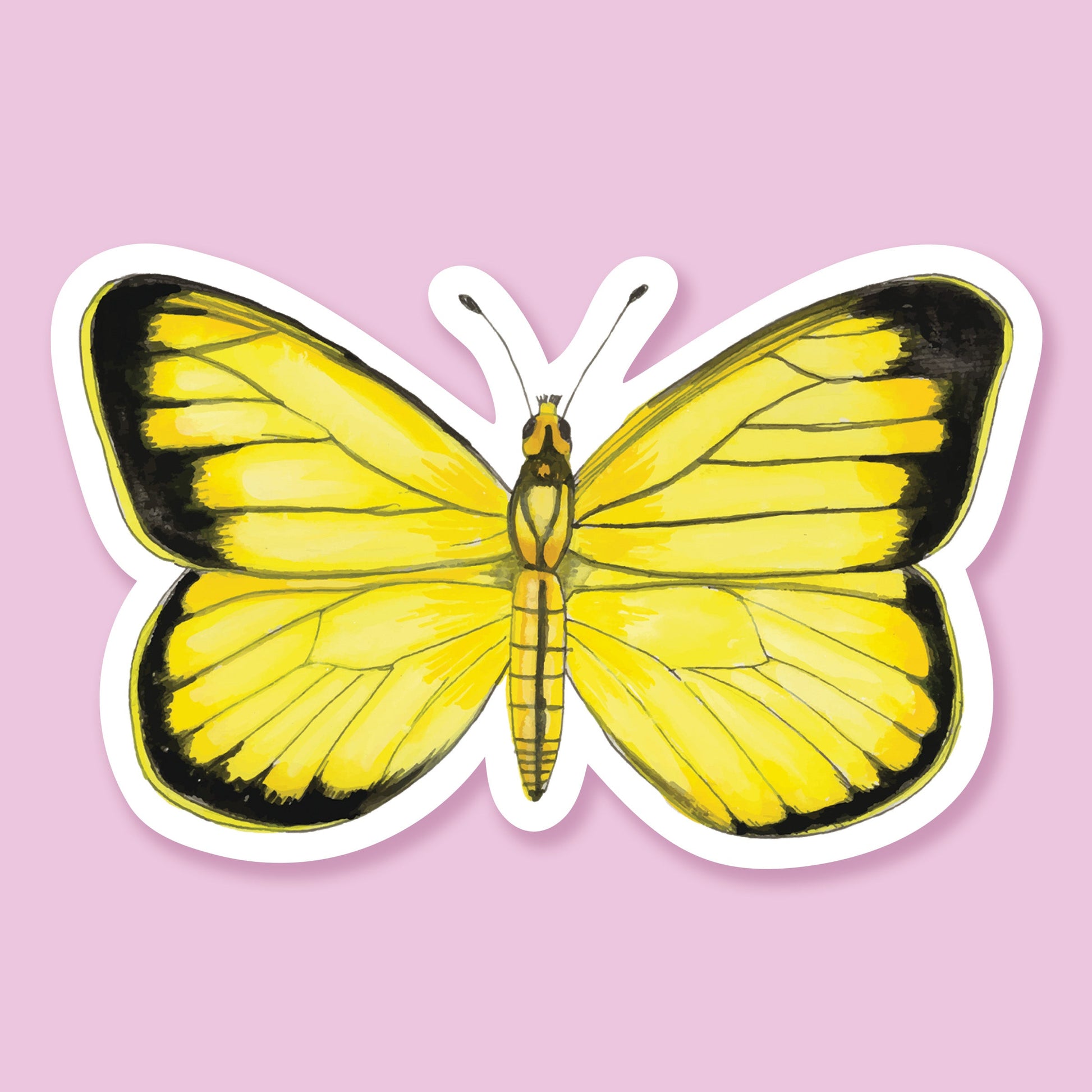 Yellow and black hand painted butterfly with white outline sits atop a light lavender background